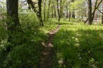 Rice Lake State Park, #7425 cow&nbsp;path