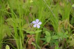Rice Lake State Park, #7426 purple wildflower