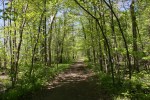 Rice Lake State Park, #7427 path into woods