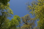 Rice Lake State Park, #7430 trees overhead
