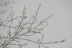 Trees budding, #7141