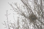 Trees, nest in&nbsp;#7142