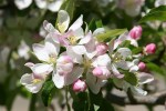 Mineral Springs Park, #7469 apple blossoms open