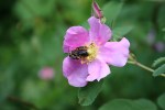 Nature, #8129 bee on wild&nbsp;rose