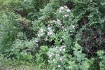 Nature, #8173 rose&nbsp;bushes