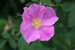 Nature, #8182 single wild&nbsp;rose