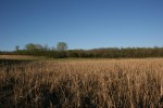 Nature center, #7213 overview of grassland