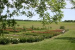 Peony gardens, #7948 overview with branches in&nbsp;foreground