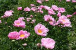 Peony gardens, #7950 pink row of with bugs&nbsp;on