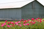 Peony gardens, #7951 against grey shed&nbsp;backdrop