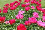 Peony gardens, #7957 row of vivid&nbsp;pink
