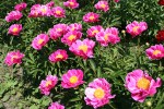 Peony gardens, #7962 row of pink&nbsp;flowers