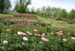 Peony gardens, #7963 overview looking toward&nbsp;winery