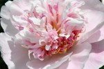 Peony gardens, #7988 light pink peony up&nbsp;close