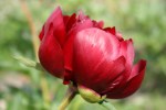 Peony gardens, #7997 close-up red&nbsp;bloom
