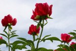Peony gardens, #8006 looking up at red&nbsp;peonies