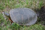 Turtle, #7883 in&nbsp;grass