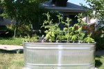 Atwood, #9002 vegetables in galvanized watering trough