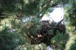 Bald eagles, #9321 nest&nbsp;close-up