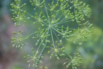 Garden, #9776 dill