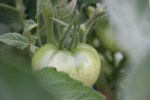 Garden, #9790 green&nbsp;tomato
