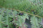 Japanese beetle, #9099 close-up on&nbsp;fern