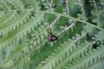 Japanese beetle, #9120 on&nbsp;fern
