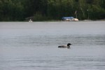 Lake, #9233 loon on