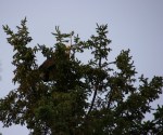 Lake, #9369 bald eagle in treetop