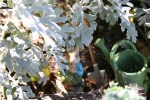 Mini garden art, #9018 looking through Dusty Miller to&nbsp;rabbit