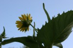 Nature, #8966 underside of yellow&nbsp;flower