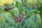 Nature, #8967 milkweed&nbsp;flower