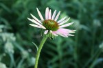 Nature, #8971 coneflower