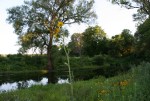 Nature, #8978 creek with flower in&nbsp;foreground