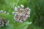 Nature, #8980 milkweed flower&nbsp;close-up