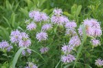 Nature, #8983 bee&nbsp;balm