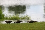 Park, #9596 3 ducks in a&nbsp;row