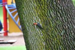 Park, #9618 woodpecker with playground in&nbsp;background