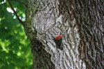 Park, #9621 woodpecker&nbsp;close-up