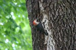 Park, #9623 woodpecker side&nbsp;view