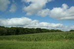 Rural MN, #9734 cornfield & treeline