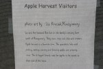 Ag art, #14 Apple Harvest Visitors&nbsp;text