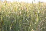Nature, #109 grass & cattails
