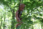 Nature, #314 baby doll in&nbsp;tree