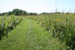 Nature, #347 prairie&nbsp;path