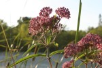 Nature, #87 milkweed flower&nbsp;closeup