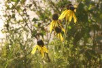 Nature, #95 black-eyed&nbsp;susans