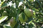 Pears, #375 cluster of green pears