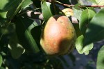 Pears, #377 ripening&nbsp;pear
