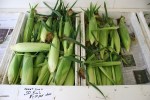 Vegetable stand, #75 sweetcorn